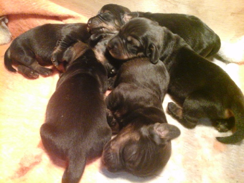 chiots et divers
